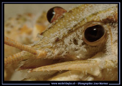The eye of a young Crayfish... :O) ... by Michel Lonfat 